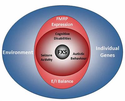 Of Men and Mice: Modeling the Fragile X Syndrome